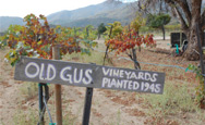 Shadow Mountain Winery