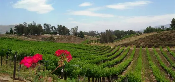 Bella Vista Winery