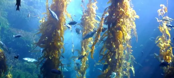 Birch Aquarium