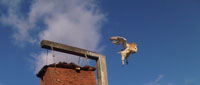 owl