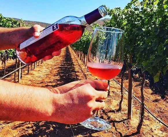 wineries, guadalupe, valle de guadalupe