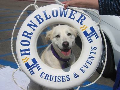 tours of the harbor