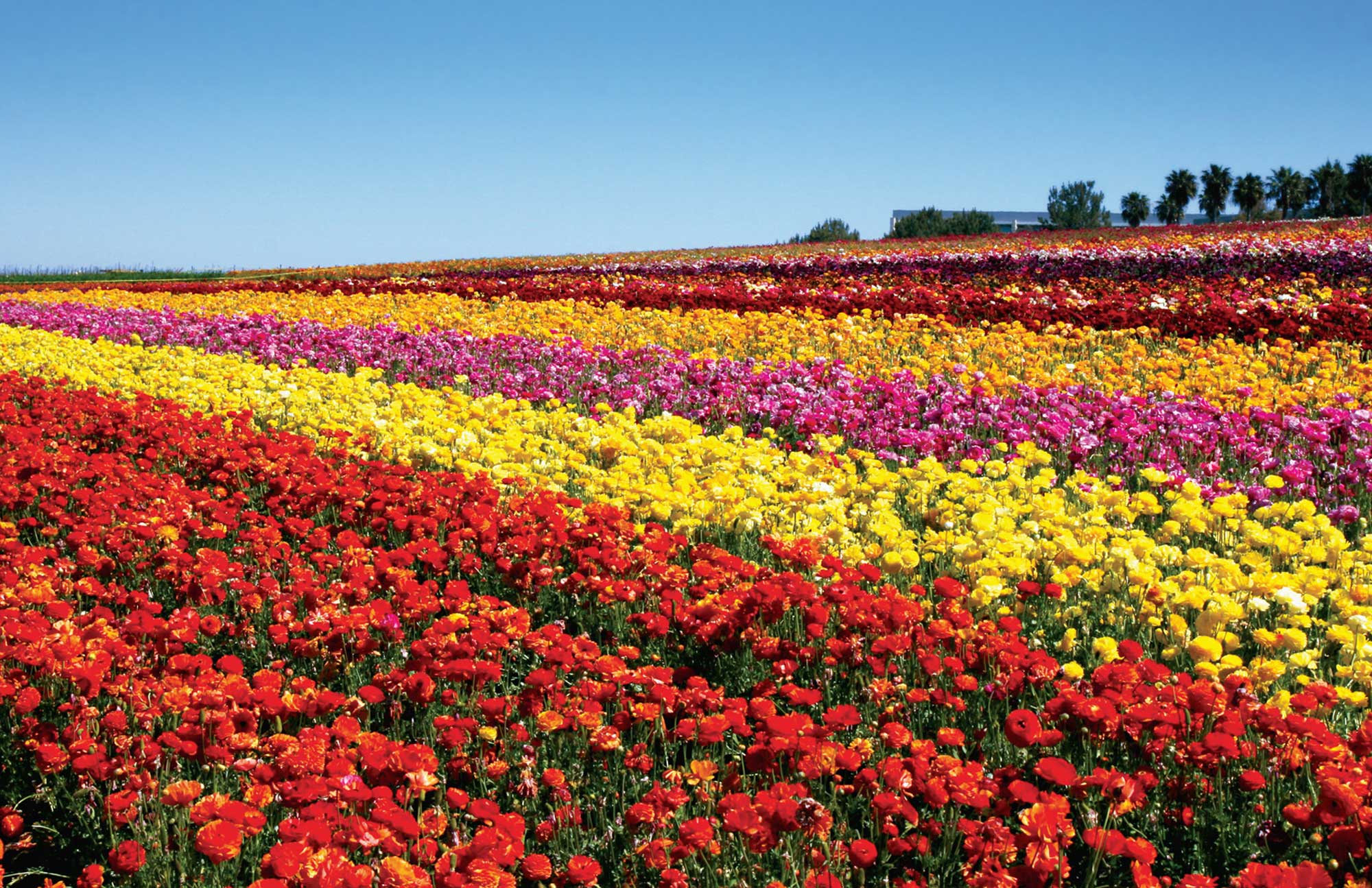 Carlsbad Flower Fields